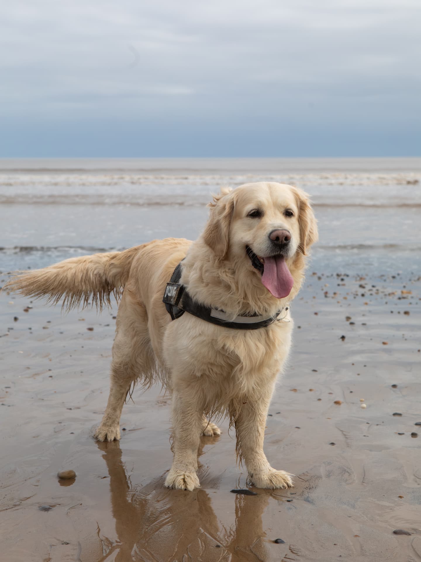 Queenie the golden retriever standing on a wet sandy beach with her tongue out
