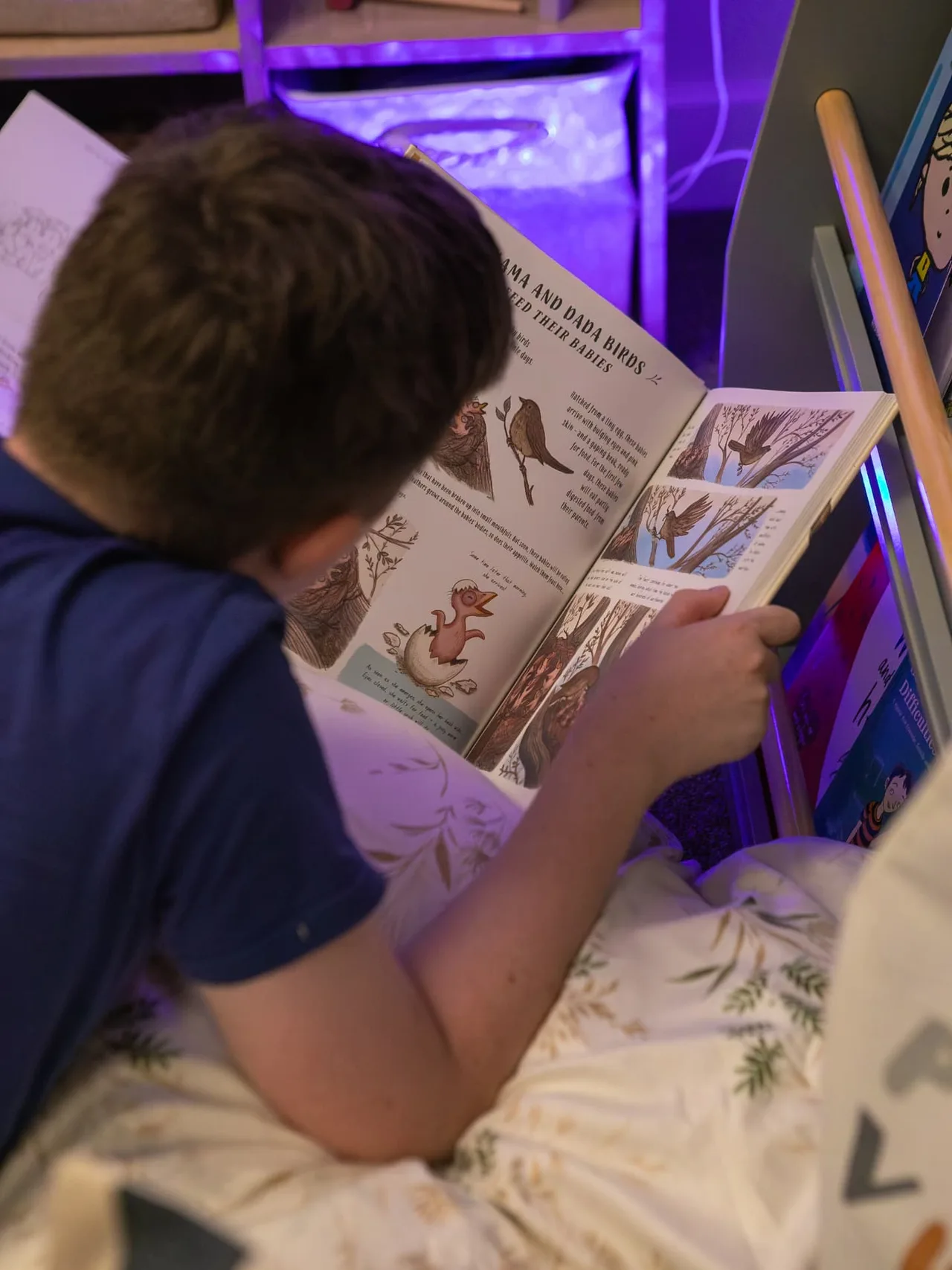 A boy reading a book about birds under the soft purple light